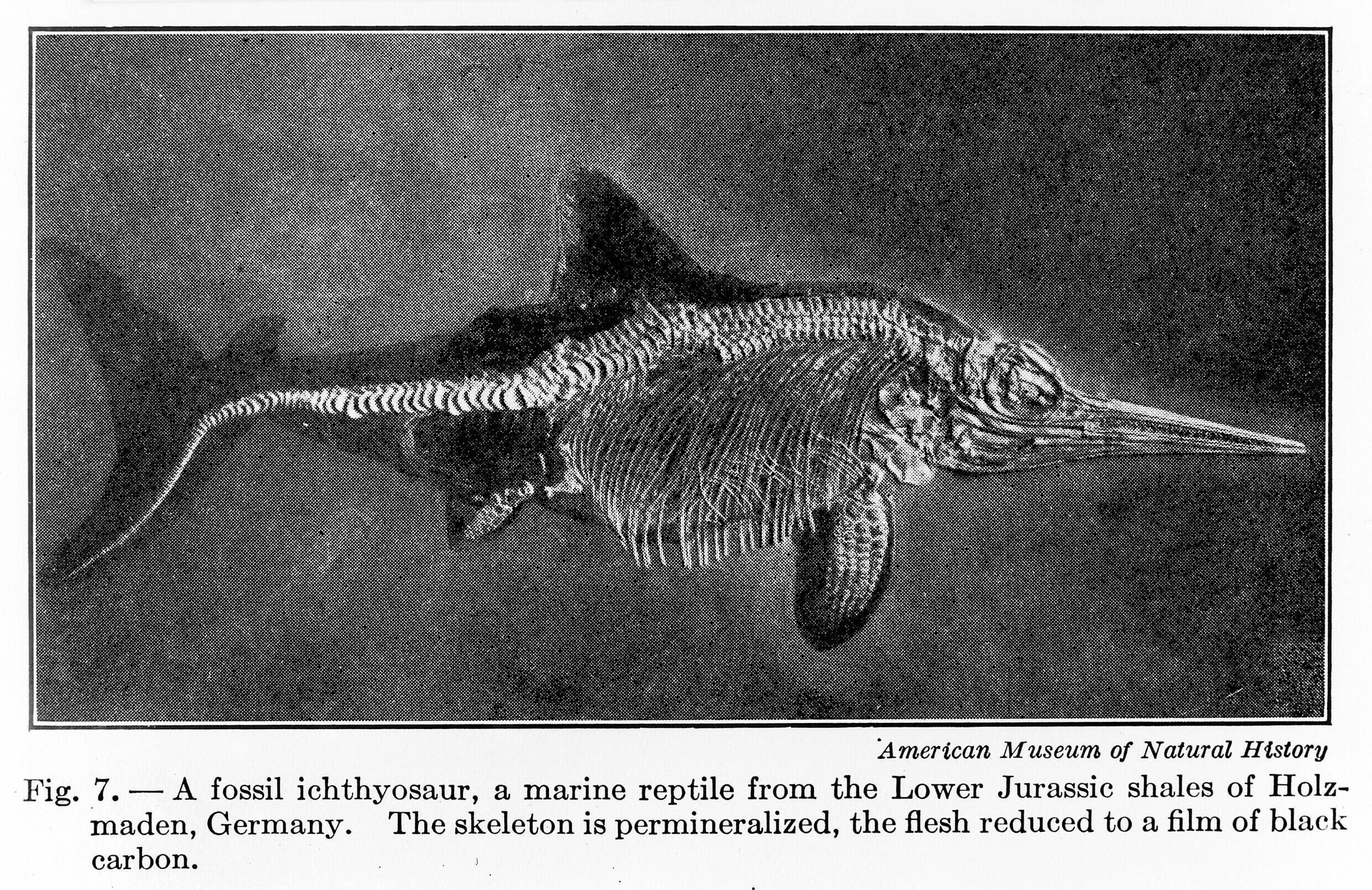 Dental discovery has giant marine reptiles all at sea…